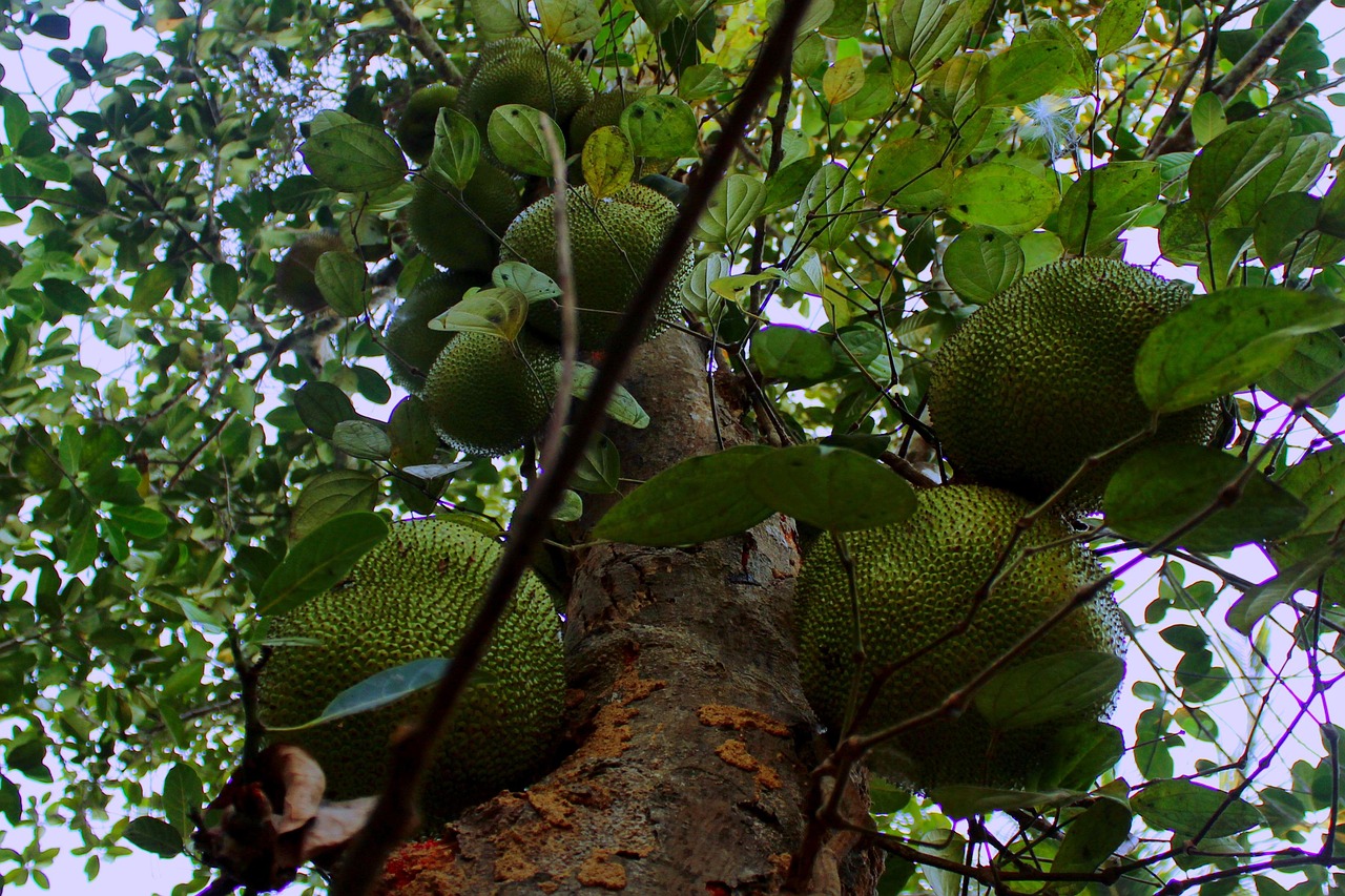 koslanka