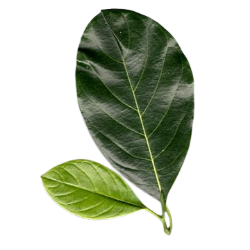 koslanka