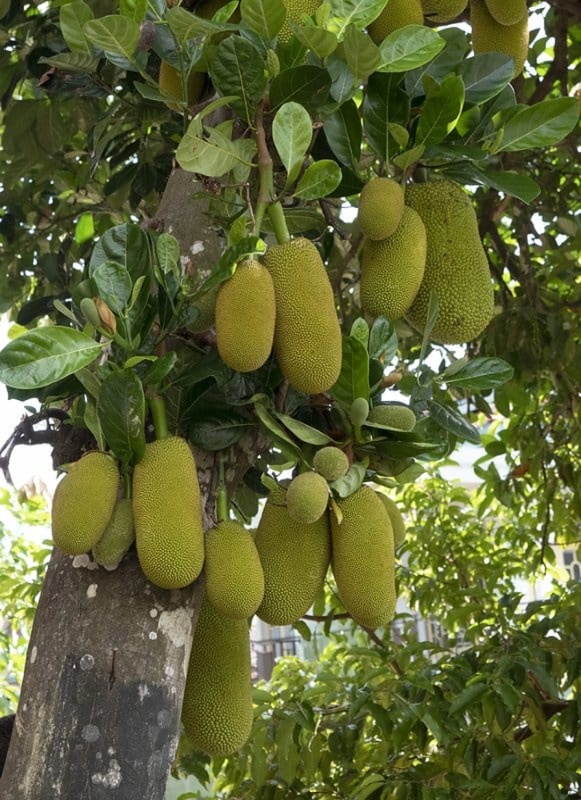 koslanka